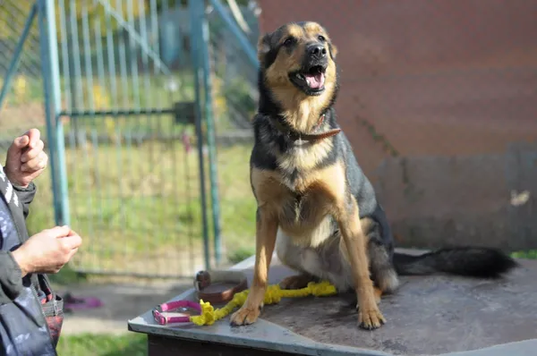 Pies do adopcji, Olsztyn, 25 września 2022 (3/5)