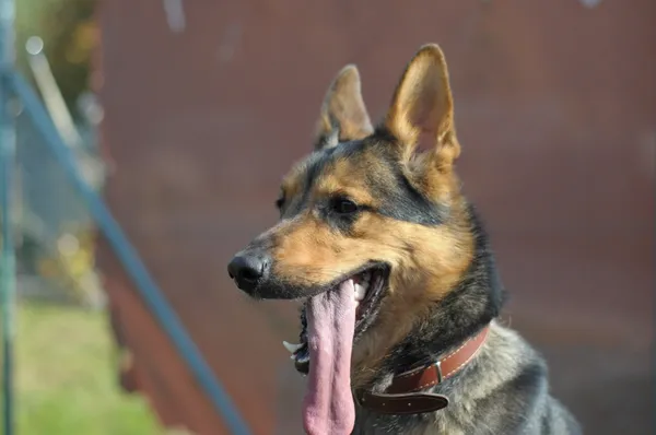 Pies do adopcji, Olsztyn, 25 września 2022 (5/5)