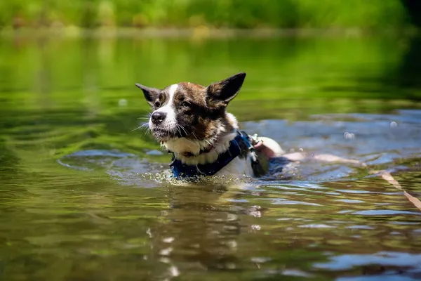 Pies do adopcji, Olsztyn, 17 czerwca 2021 (2/5)