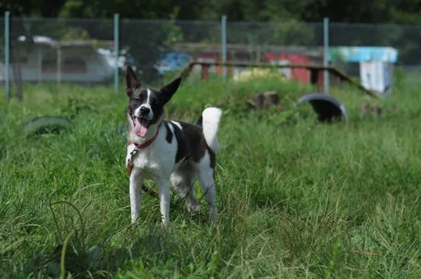 Pies do adopcji, Olsztyn, 17 czerwca 2021 (4/5)