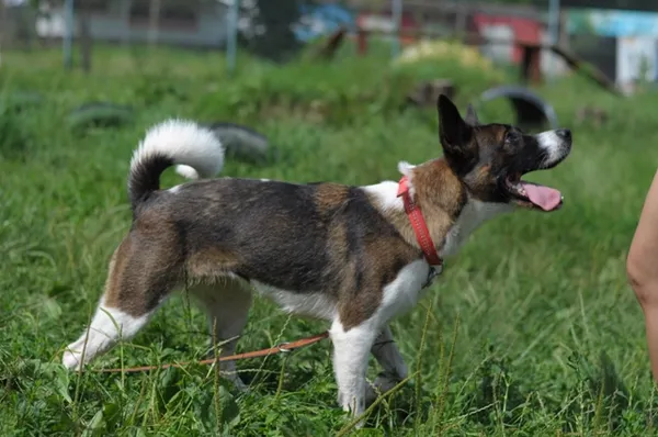 Pies do adopcji, Olsztyn, 17 czerwca 2021 (5/5)