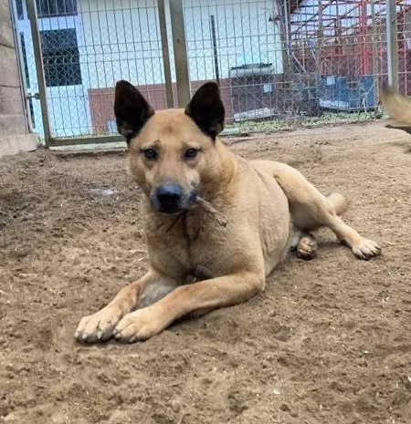 Pies do adopcji, Olsztyn, 23 listopada 2020 (2/4)