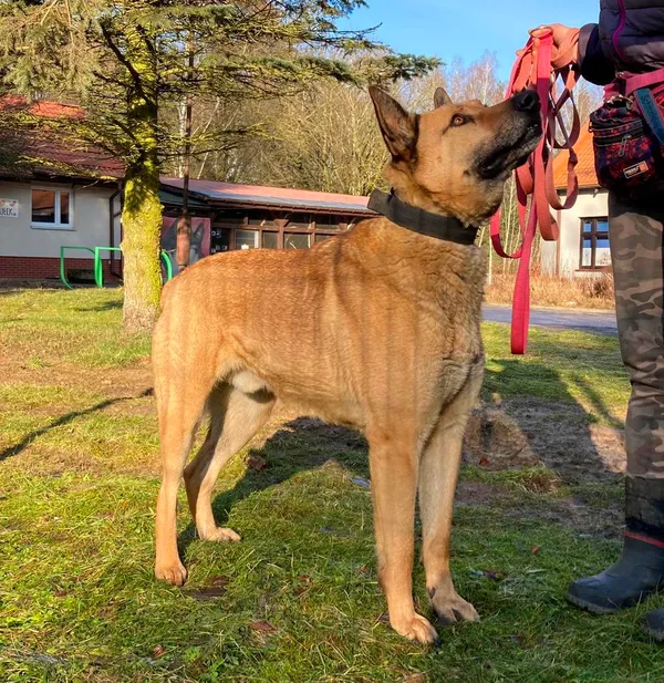 Pies do adopcji, Olsztyn, 23 listopada 2020 (3/4)