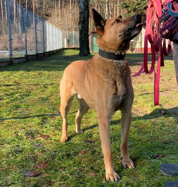 Pies do adopcji, Olsztyn, 23 listopada 2020 (4/4)