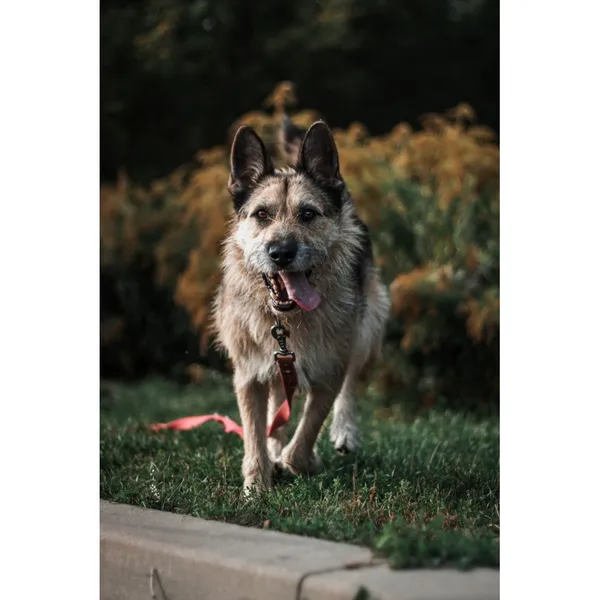 Znaleziono psa, Białystok, 29 stycznia 2022 (2/5)