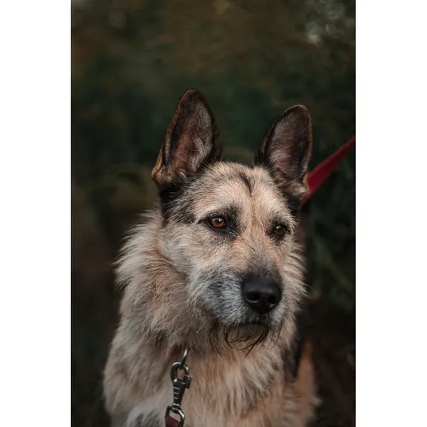 Znaleziono psa, Białystok, 29 stycznia 2022 (3/5)