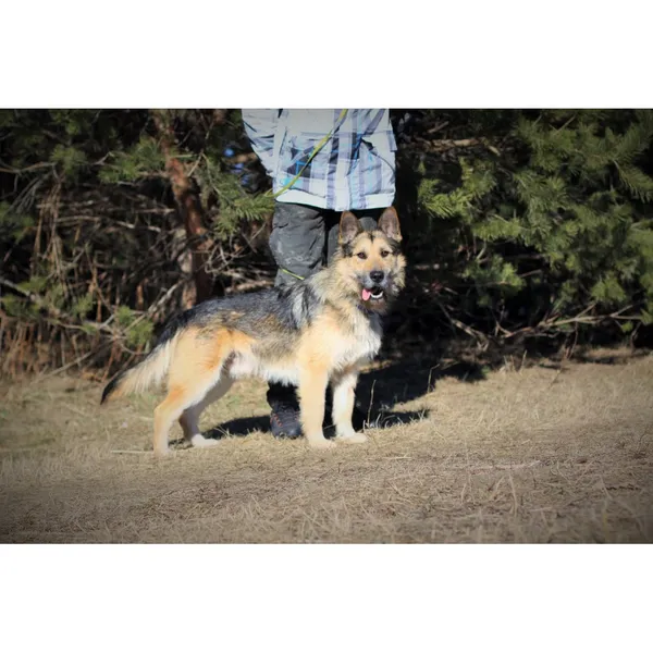 Znaleziono psa, Białystok, 29 stycznia 2022 (5/5)