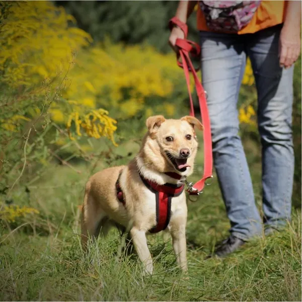 Znaleziono psa, Białystok, 7 marca 2021 (3/5)