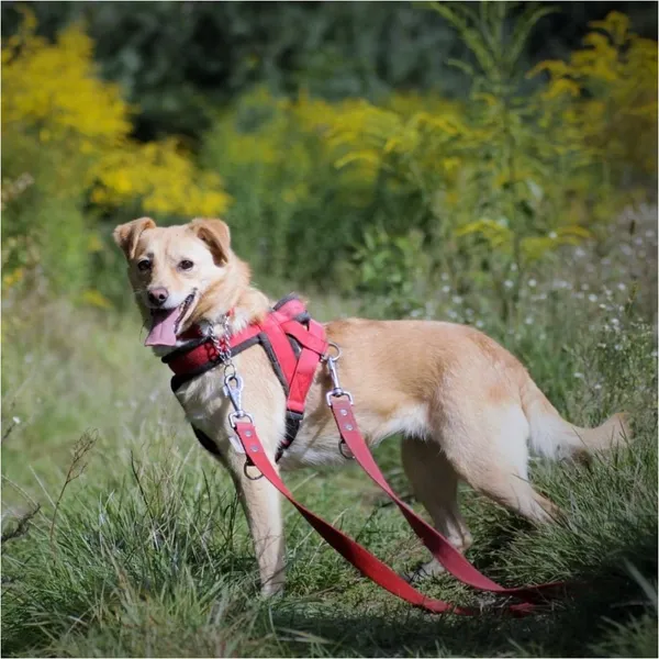 Znaleziono psa, Białystok, 7 marca 2021 (4/5)