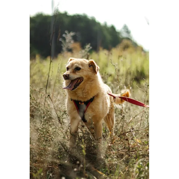 Znaleziono psa, Białystok, 7 marca 2021 (5/5)