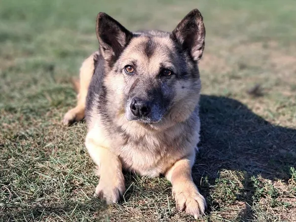 Pies do adopcji, Tatary, 18 marca 2018 (2/4)