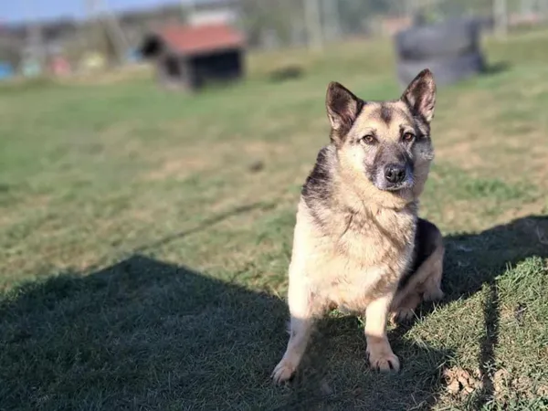 Pies do adopcji, Tatary, 18 marca 2018 (3/4)