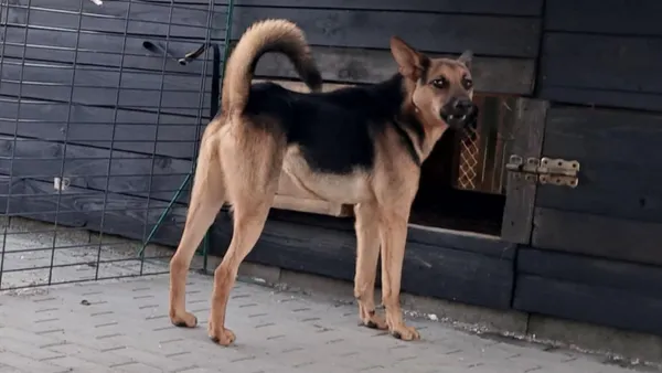 Pies do adopcji, Tatary, 12 lipca 2022 (1/2)