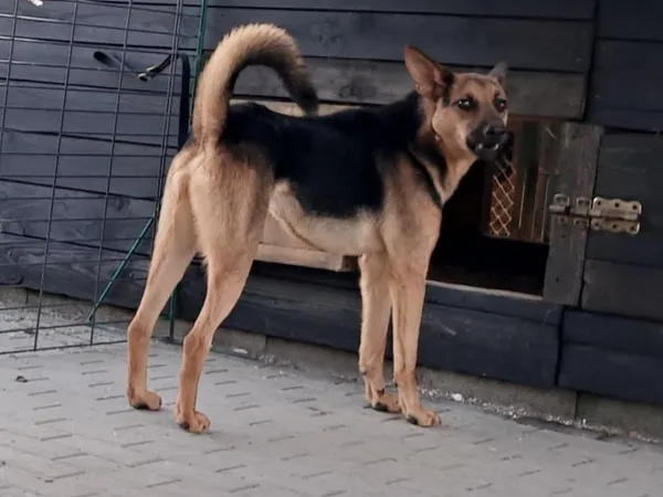 Pies do adopcji, Tatary, 12 lipca 2022 (2/2)