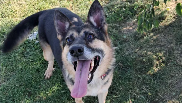 Pies do adopcji, Tatary, 18 sierpnia 2022 (1/4)