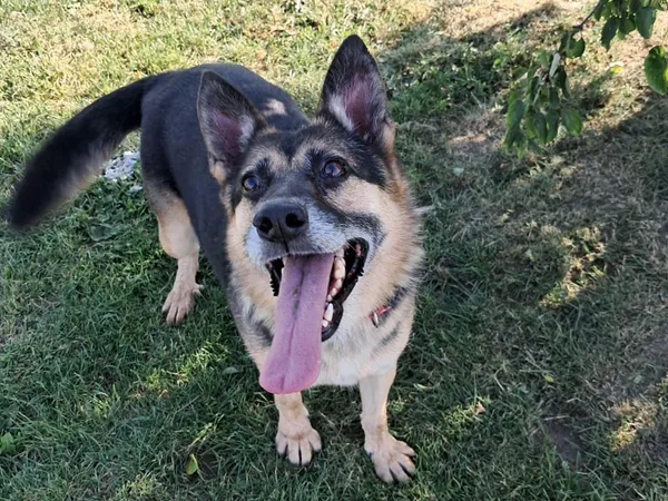 Pies do adopcji, Tatary, 18 sierpnia 2022 (2/4)