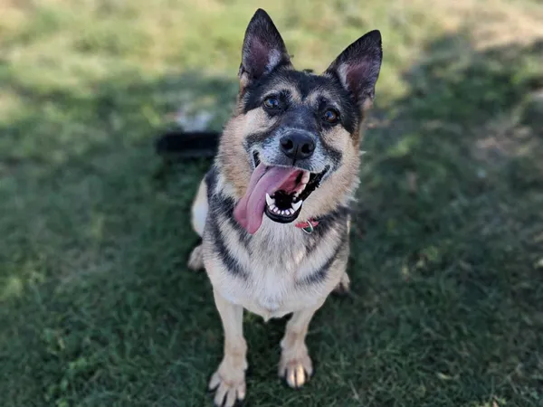 Pies do adopcji, Tatary, 18 sierpnia 2022 (3/4)