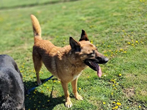 Pies do adopcji, Tatary, 2 września 2022 (3/4)