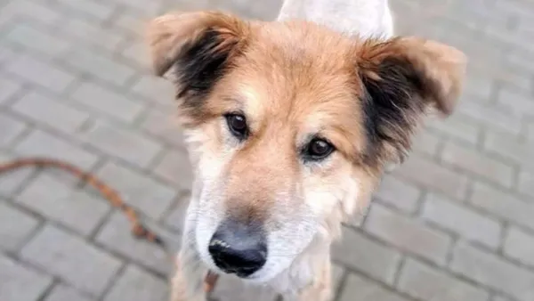 Pies do adopcji, Tatary, 29 kwietnia 2017 (1/5)