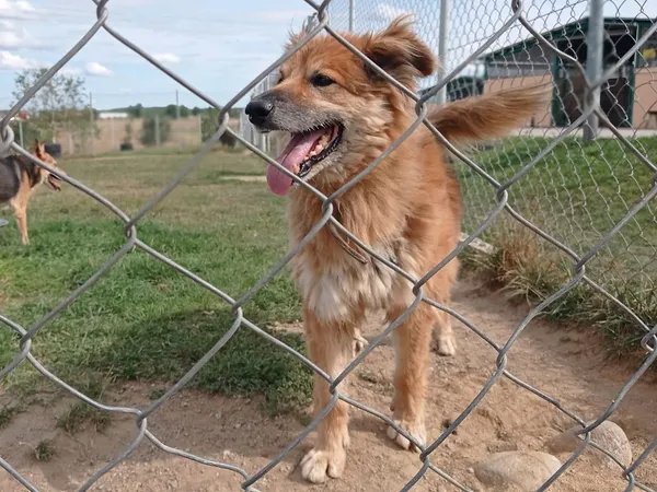 Pies do adopcji, Tatary, 29 kwietnia 2017 (3/5)