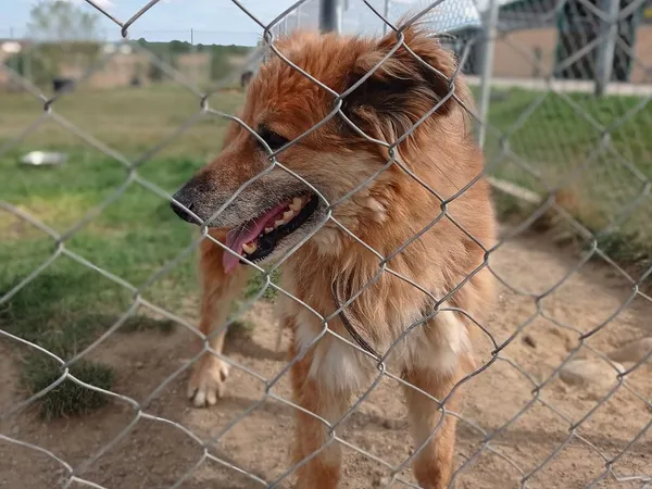 Pies do adopcji, Tatary, 29 kwietnia 2017 (4/5)