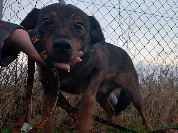 Pies do adopcji, Tatary, 18 czerwca 2019 (2/5)