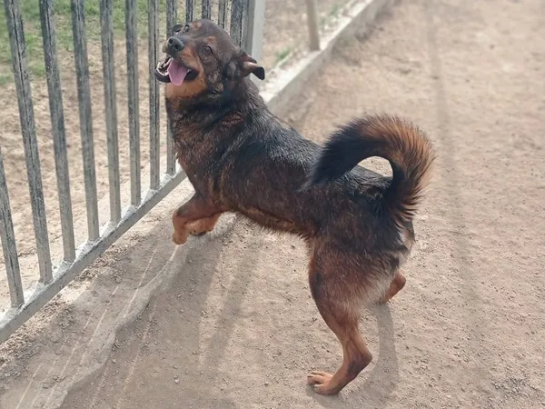 Pies do adopcji, Tatary, 18 czerwca 2019 (3/5)