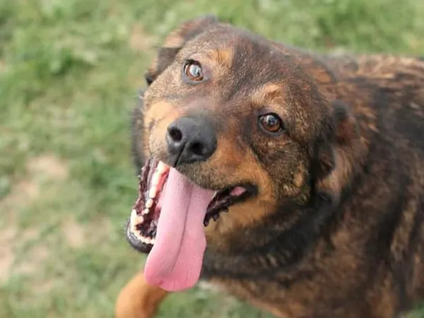 Pies do adopcji, Tatary, 18 czerwca 2019 (5/5)