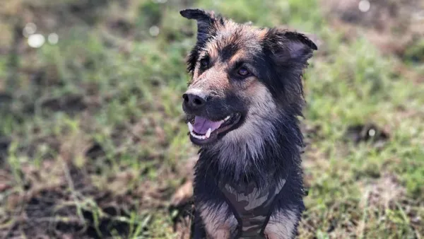 Pies do adopcji, Tatary, 19 września 2022 (1/3)