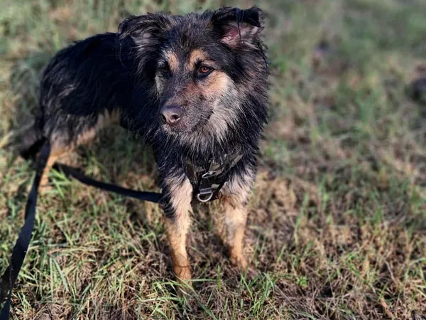 Pies do adopcji, Tatary, 19 września 2022 (2/3)