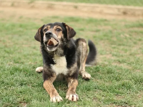 Pies do adopcji, Tatary, 5 października 2022 (3/3)