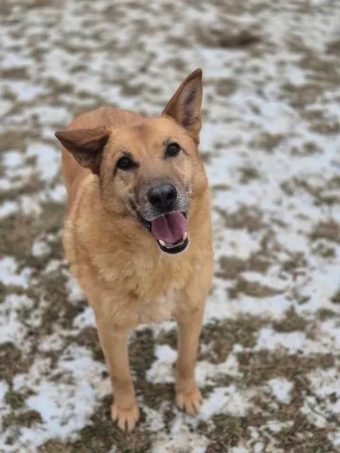 Znaleziono psa, Lublin, 19 stycznia 2019