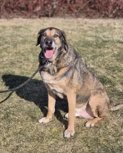 Znaleziono psa, Lublin, 3 października 2016