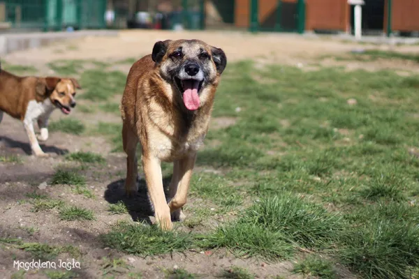 Pies do adopcji, Bydgoszcz, 14 lutego 2024 (3/5)