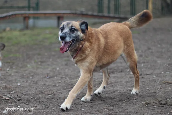 Pies do adopcji, Bydgoszcz, 14 lutego 2024 (4/5)