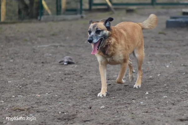Pies do adopcji, Bydgoszcz, 14 lutego 2024 (5/5)