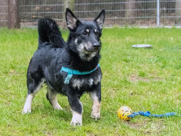 Pies do adopcji, Sopot, 25 maja 2021 (2/5)