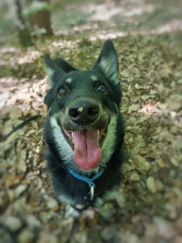 Pies do adopcji, Sopot, 25 maja 2021 (4/5)