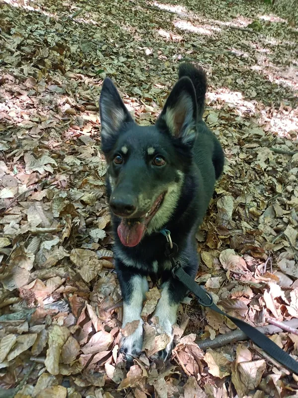 Pies do adopcji, Sopot, 25 maja 2021 (5/5)