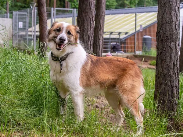 Pies do adopcji, Sopot, 18 października 2017 (3/5)