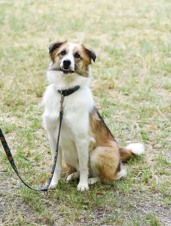 Pies do adopcji, Sopot, 18 października 2017 (4/5)