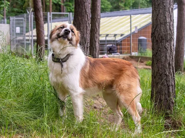 Pies do adopcji, Sopot, 18 października 2017 (5/5)