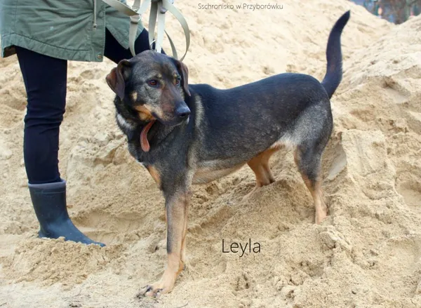 Pies do adopcji, Przyborówko, 12 maja 2025 (1/5)