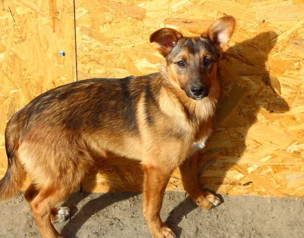 Pies do adopcji, Przyborówko, 19 marca 2025 (1/5)