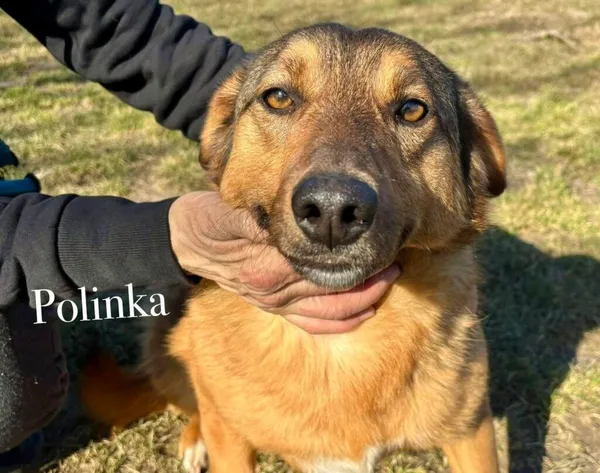 Pies do adopcji, Przyborówko, 19 marca 2025 (4/5)