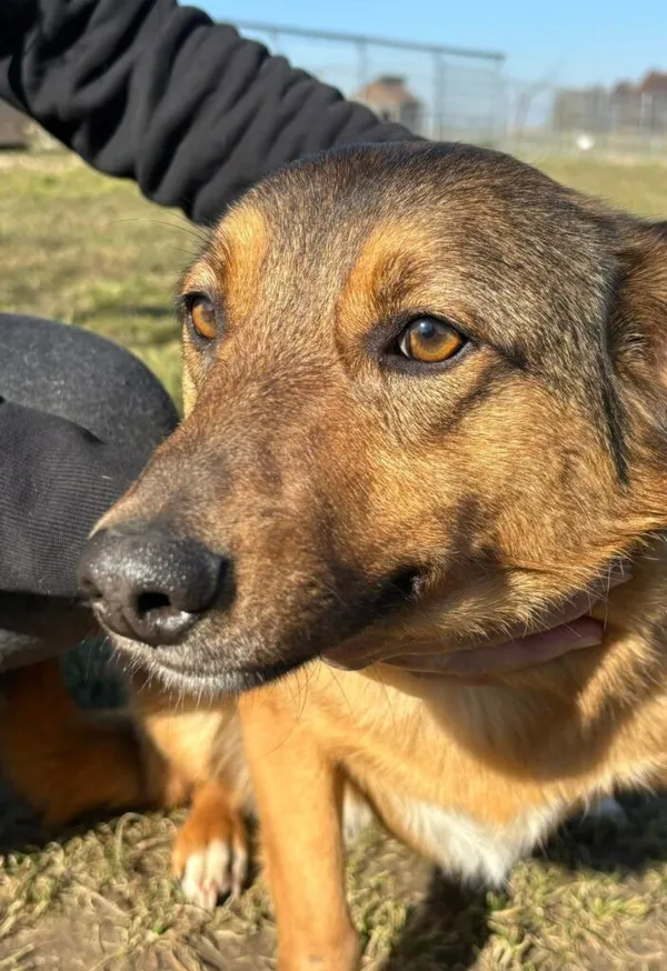 Pies do adopcji, Przyborówko, 19 marca 2025 (5/5)