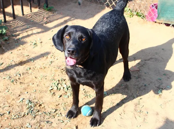 Pies do adopcji, Przyborówko, 7 kwietnia 2025 (1/5)