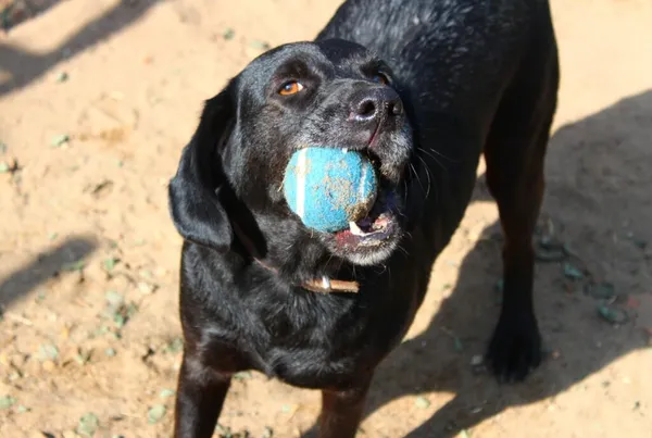 Pies do adopcji, Przyborówko, 7 kwietnia 2025 (2/5)