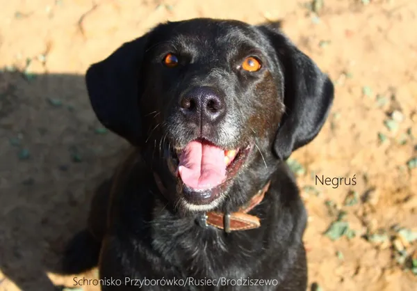 Pies do adopcji, Przyborówko, 7 kwietnia 2025 (3/5)