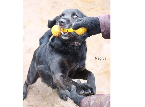 Pies do adopcji, Przyborówko, 7 kwietnia 2025 (5/5)